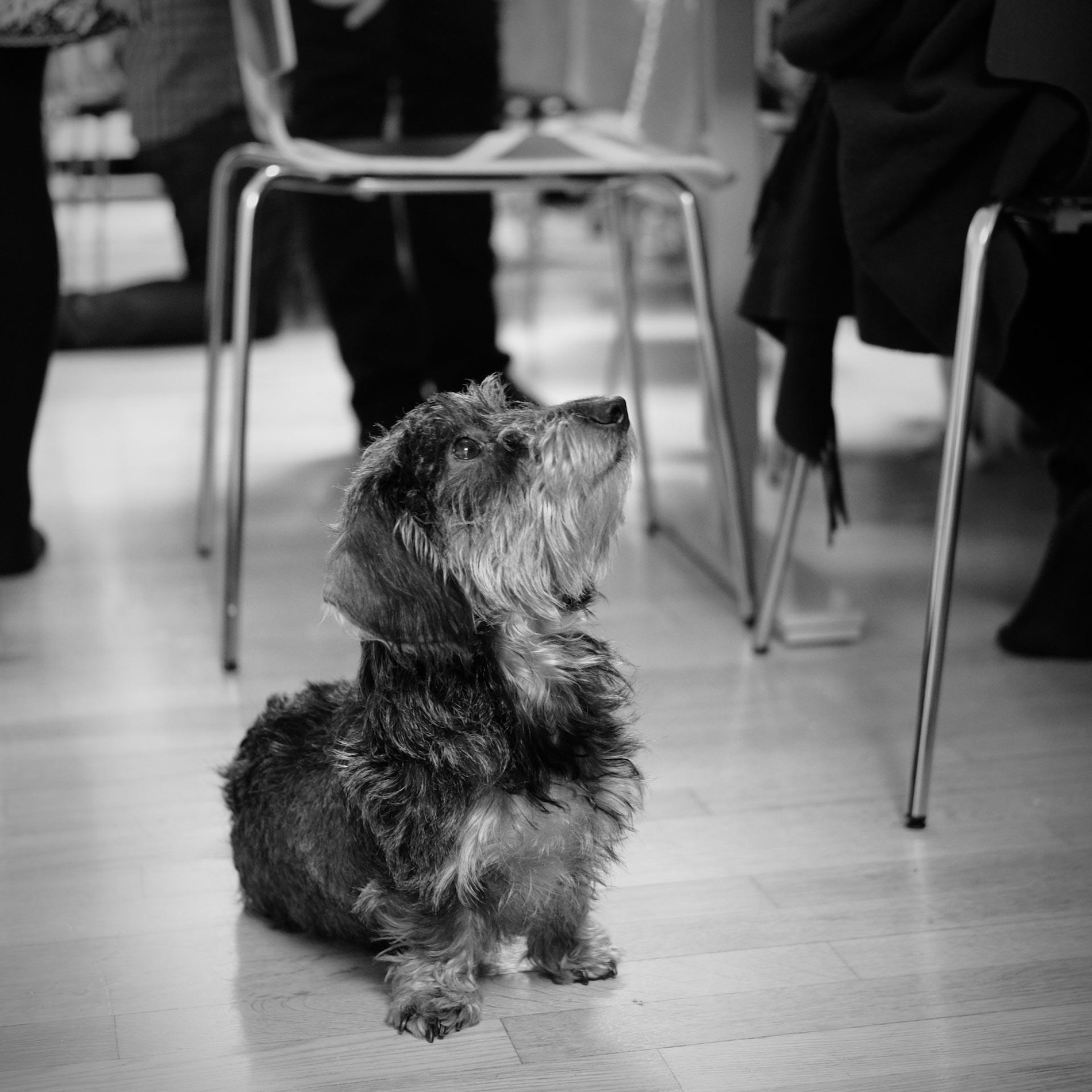 Black and white portrait of a Dachshund