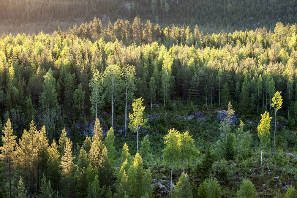 metsanhoidon_suositukset_website